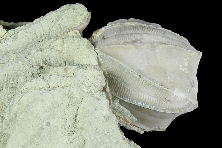 Blastoid (Pentremites) Fossil - Illinois #184093